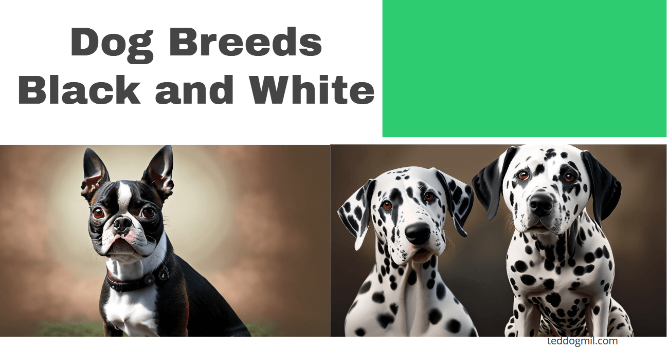 Dog Breeds Black and White