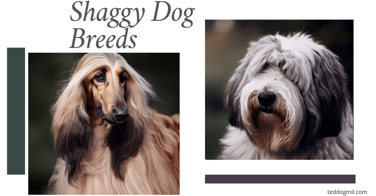 Shaggy Dog Breeds