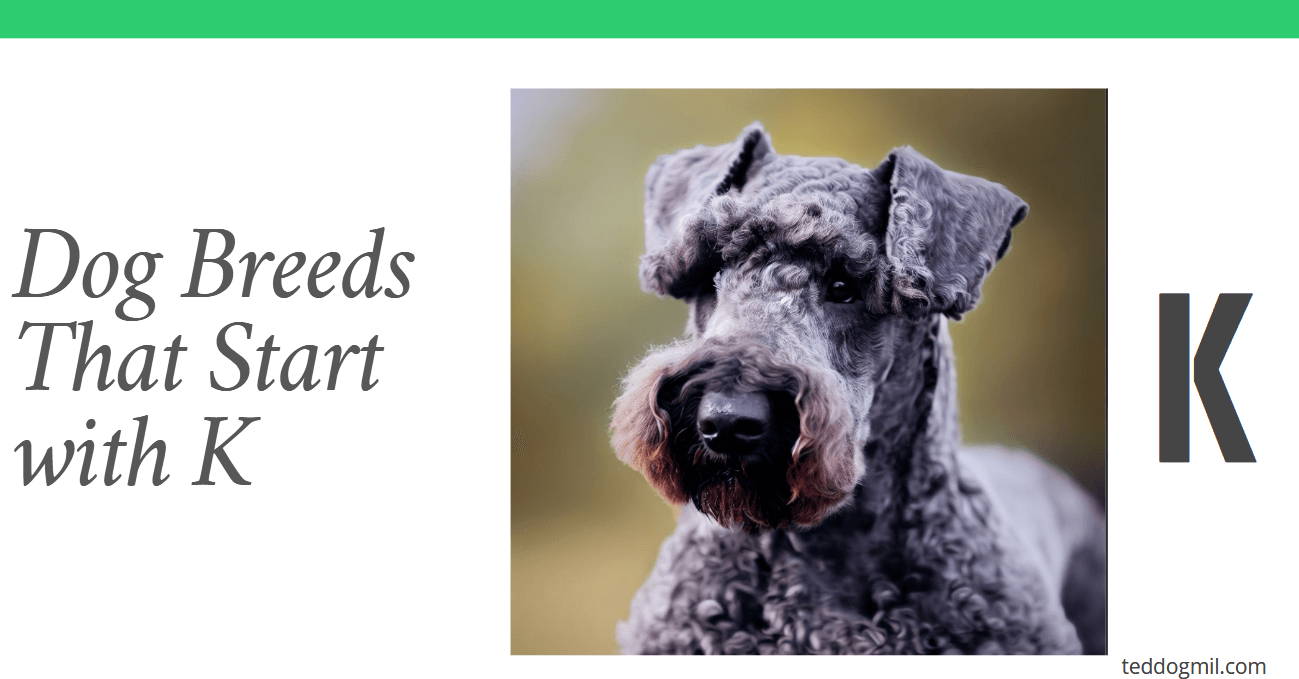 Dog Breeds That Start with K