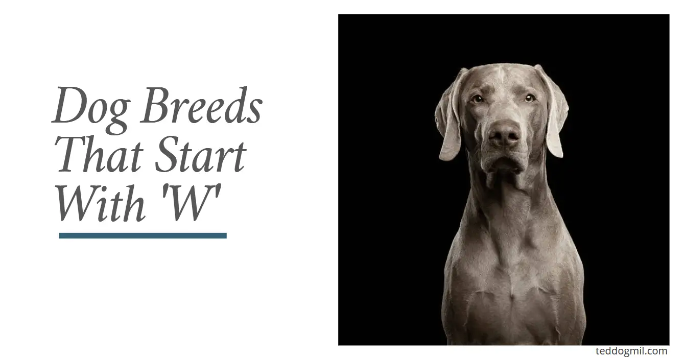 Dog Breeds That Start With 'W'