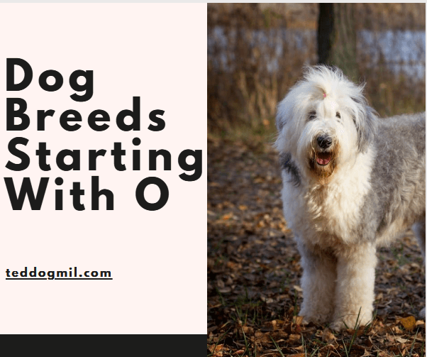 Dog Breeds Starting With O