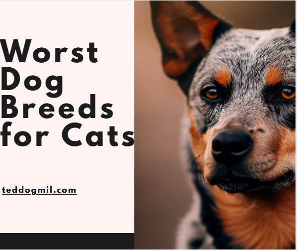 Worst Dog Breeds for Cats
