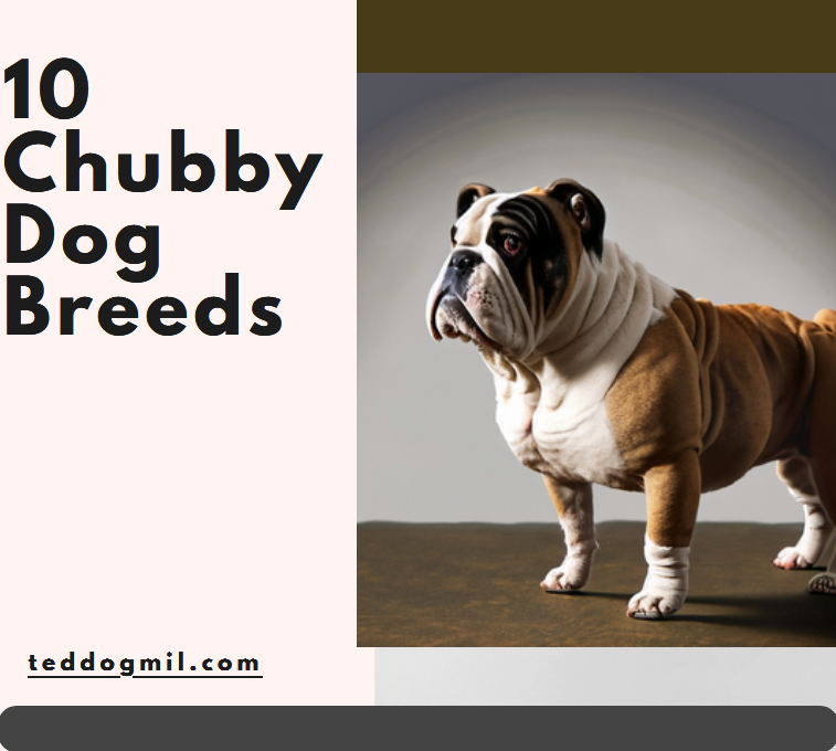 10 Chubby Dog Breeds
