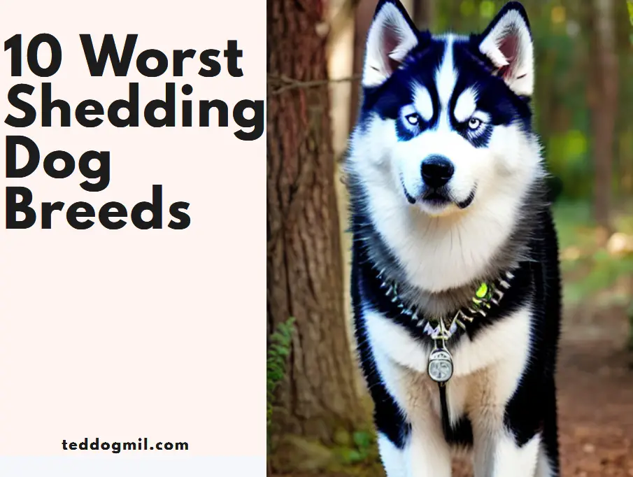 10 Words Shedding Dog Breeds