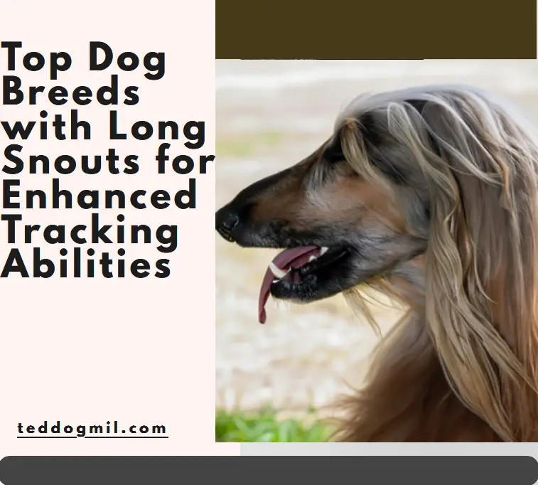 Top Dog Breeds with Long Snouts for Enhanced Tracking Abilities