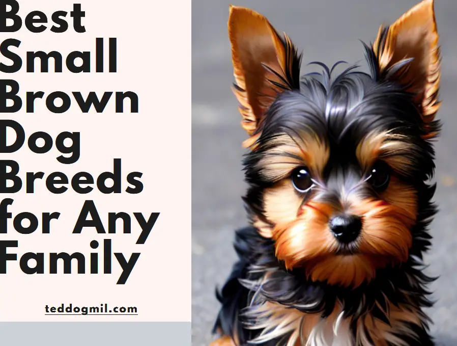 Best Small Brown Dog Breeds for Any Family