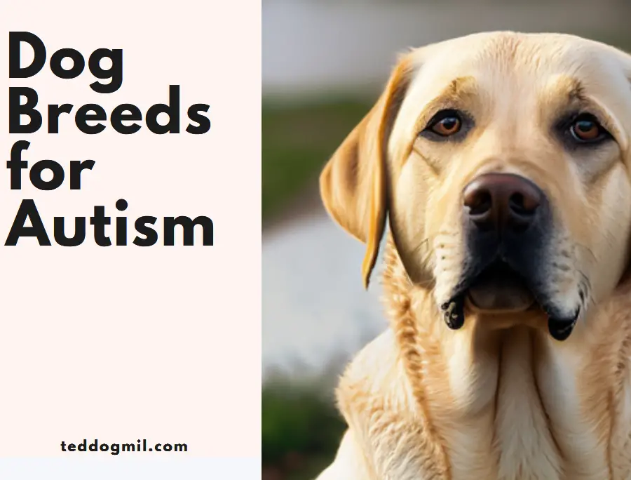 Dog Breeds for Autism