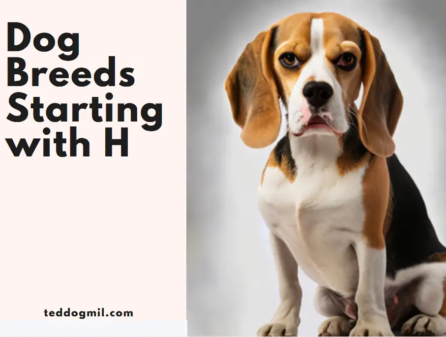Dog Breeds starting with H