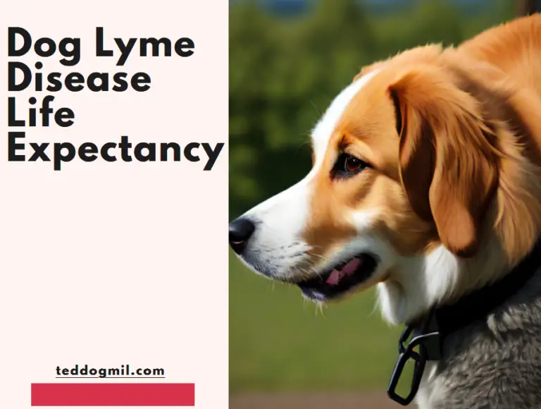 Dog Lyme Disease Life Expectancy - Ted Dog Mil