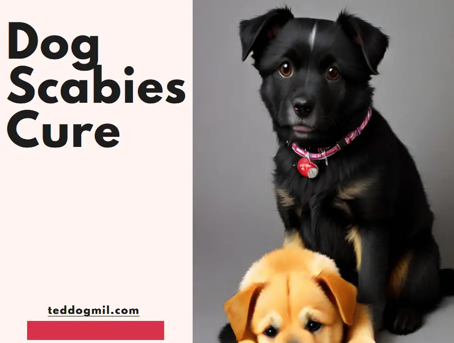 Dog Scabies Cure