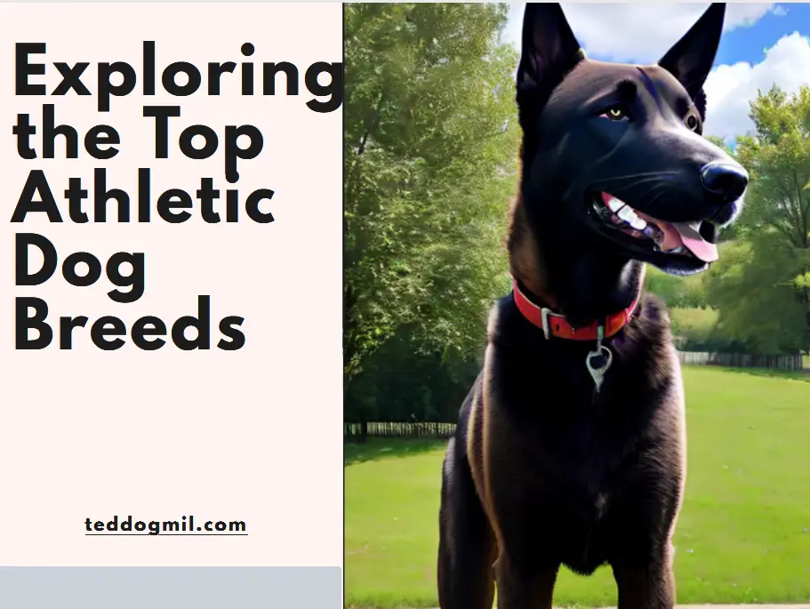 Exploring the top athletic dog breeds