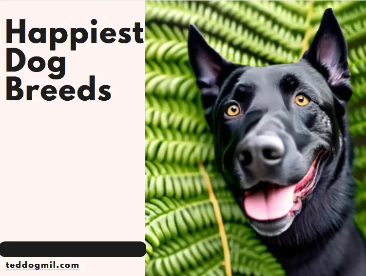 Happiest Dog Breeds