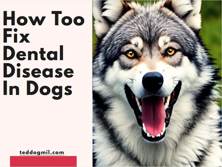 How Too Fix Dental Disease In Dogs