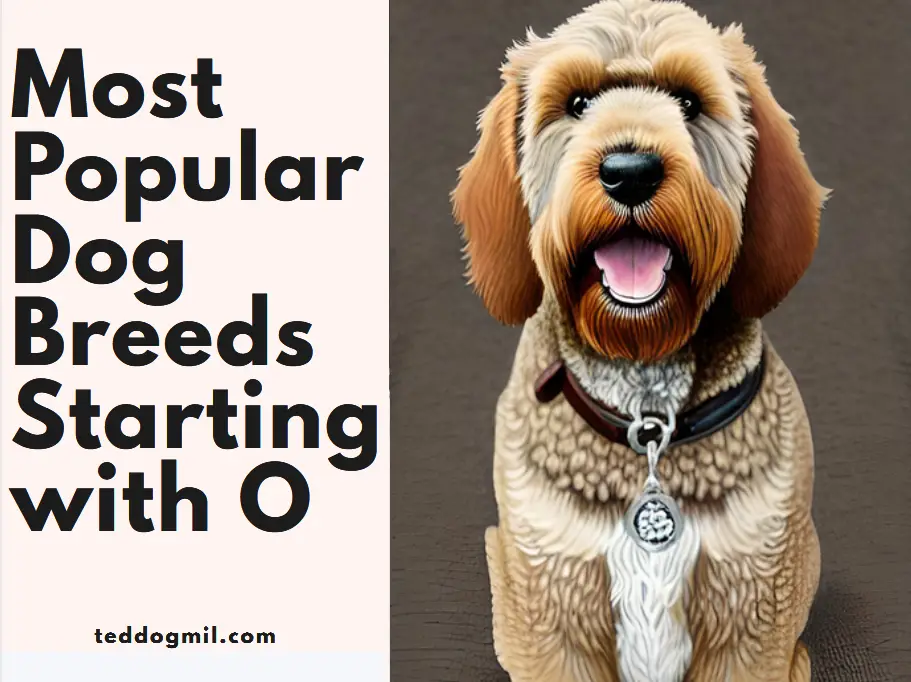 Most Popularr Dog breeds Starting with O