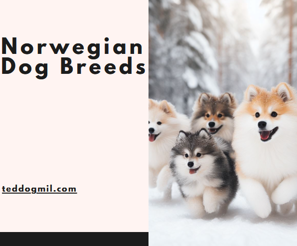 Norwegian Dog Breeds3