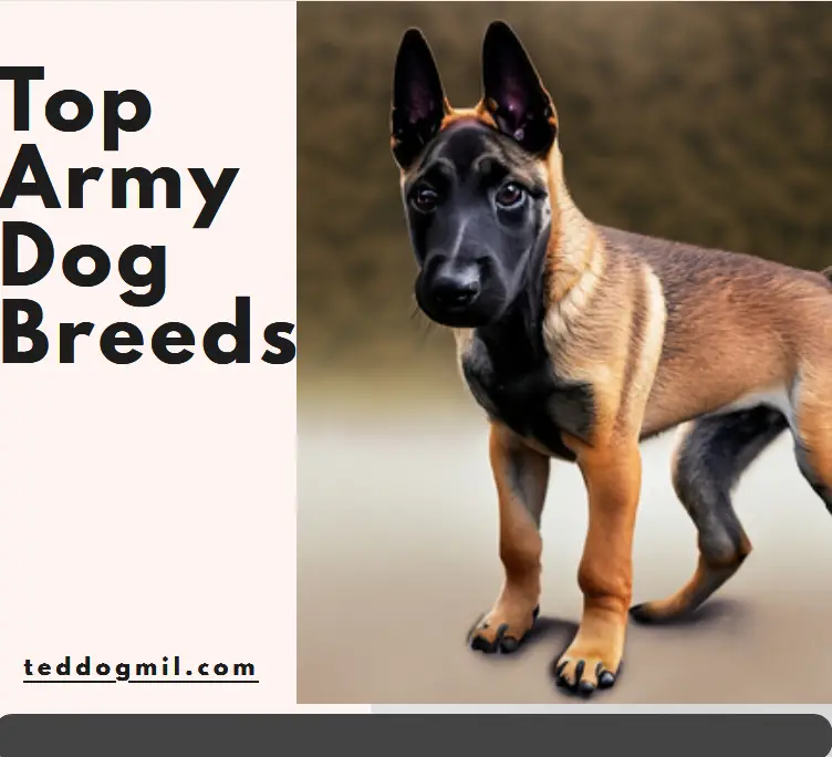 Top Army Dog Breeds