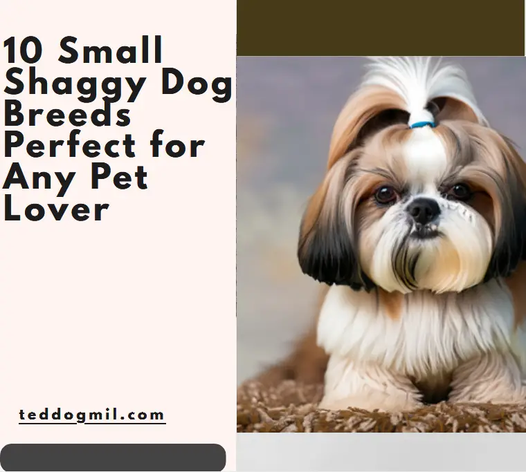 10 Small Shaggy Dog Breeds Perfect for Any Pet Lover