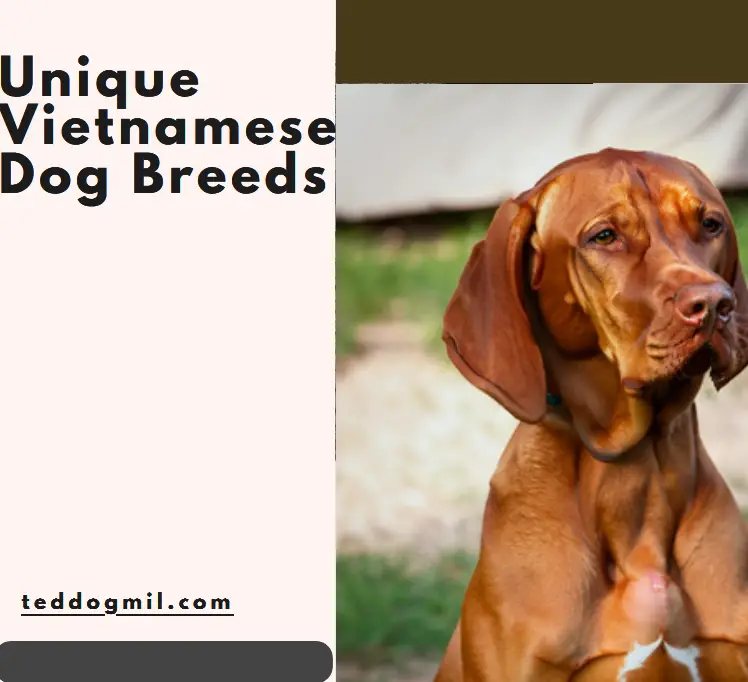 Unique Vietnamese Dog Breeds