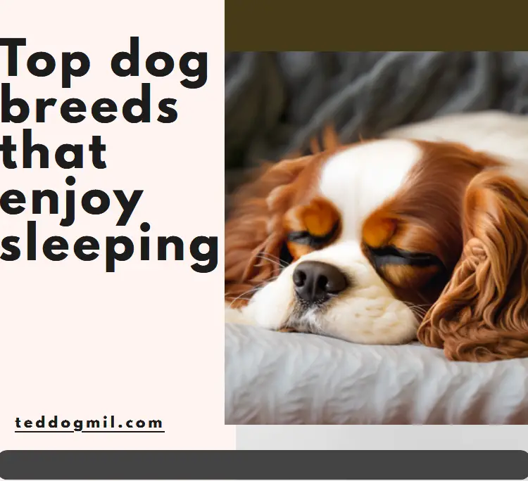 Top dog breeds that enjoy sleeping