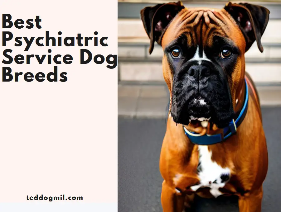Best Psychiatric Service Dog Breeds
