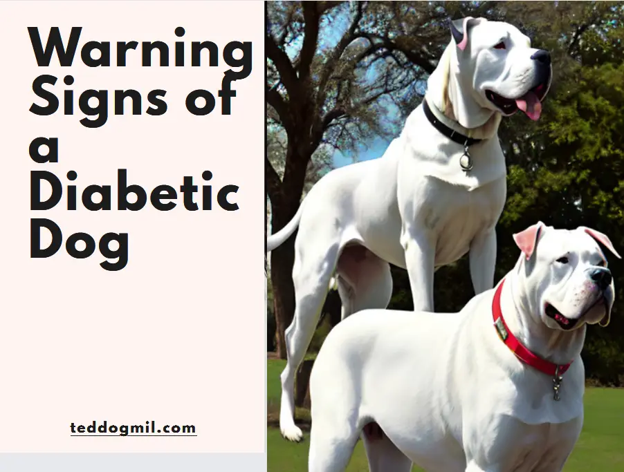 Warning signs of a diabetic dog