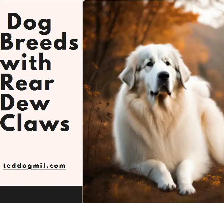 Dog Breeds with Rear Dew Claws