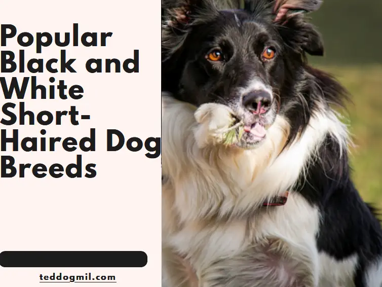 Popular Black and White Short-Haired Dog Breeds