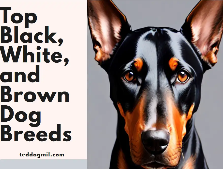 TomBlack White And Brown Dog Breeds