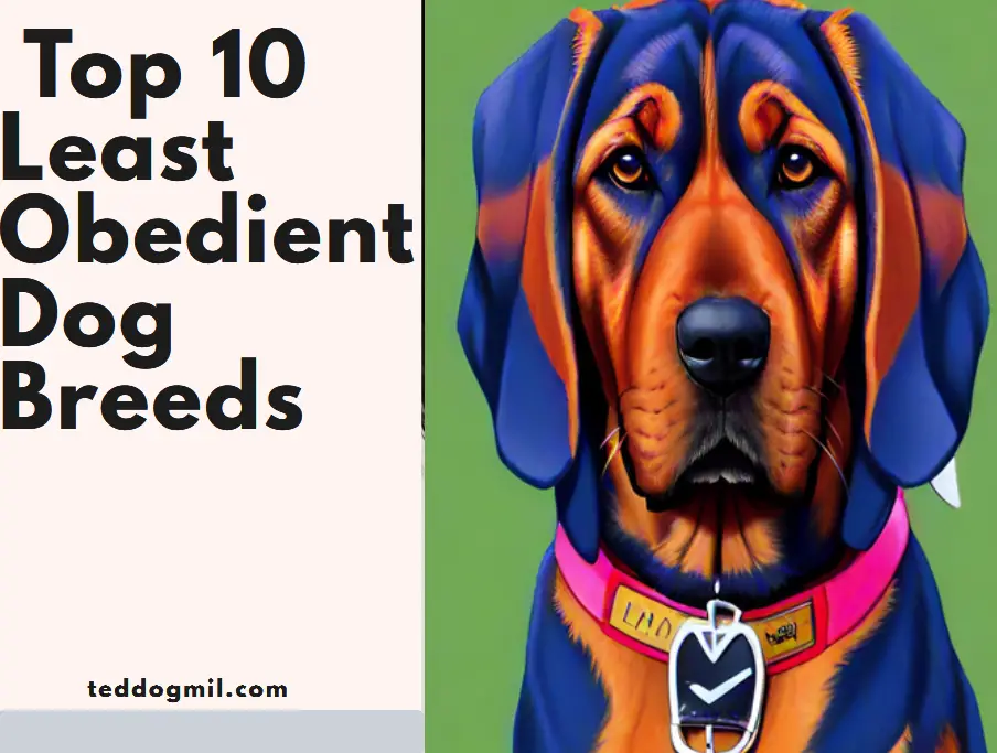 Top 10 Least Obedient Dog Breeds