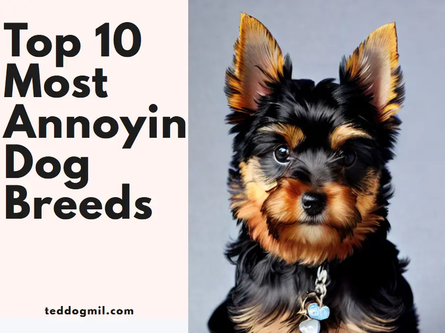 Top 10 Most Annoyin Dog Breeds