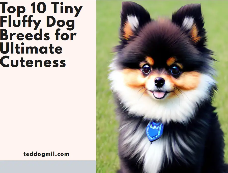 Top 10 Tiny Fluffy Dog Breeds for Ultimate Cuteness
