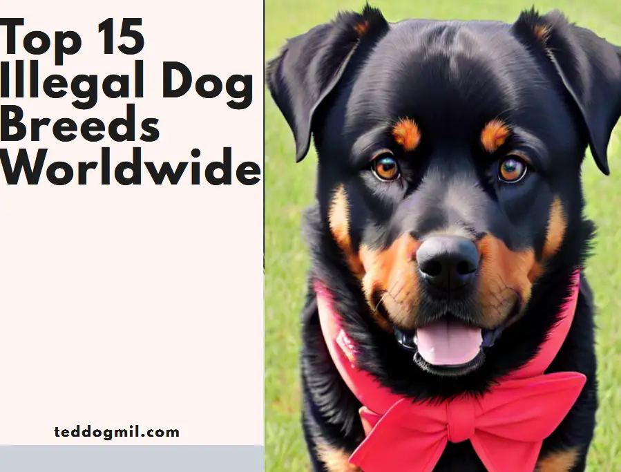 Top 15 Illegal Dog Breeds Worldwide