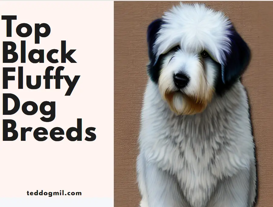 Top Black Fluffy Dog Breeds