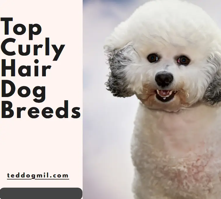 Top Curlz Hair Dog Breeds