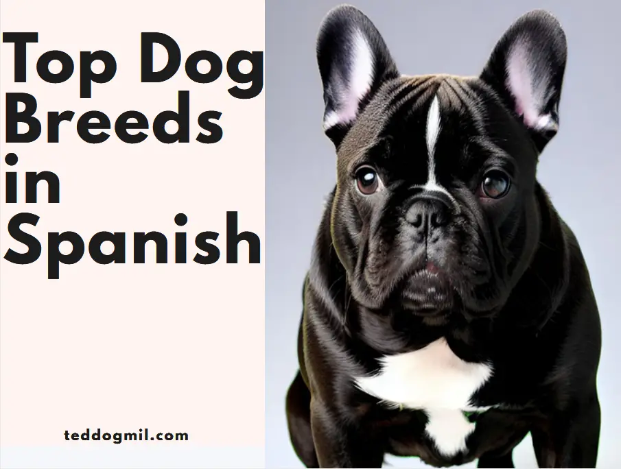 Top Dog breeds in Spanish