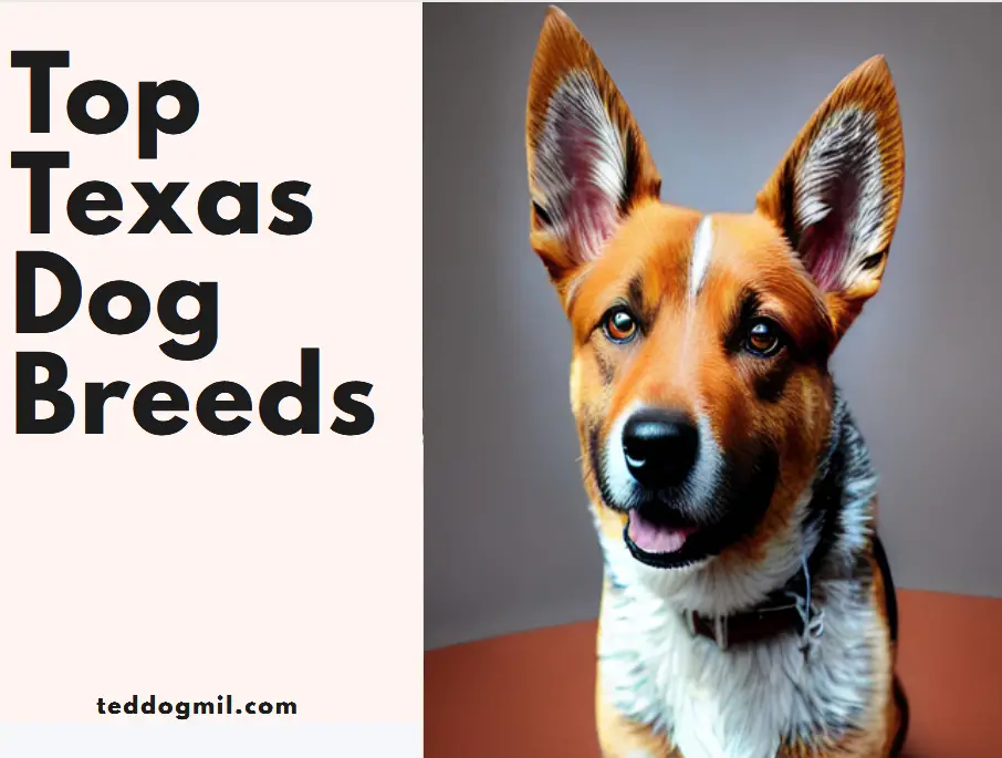 Top Texas Dog Breeds