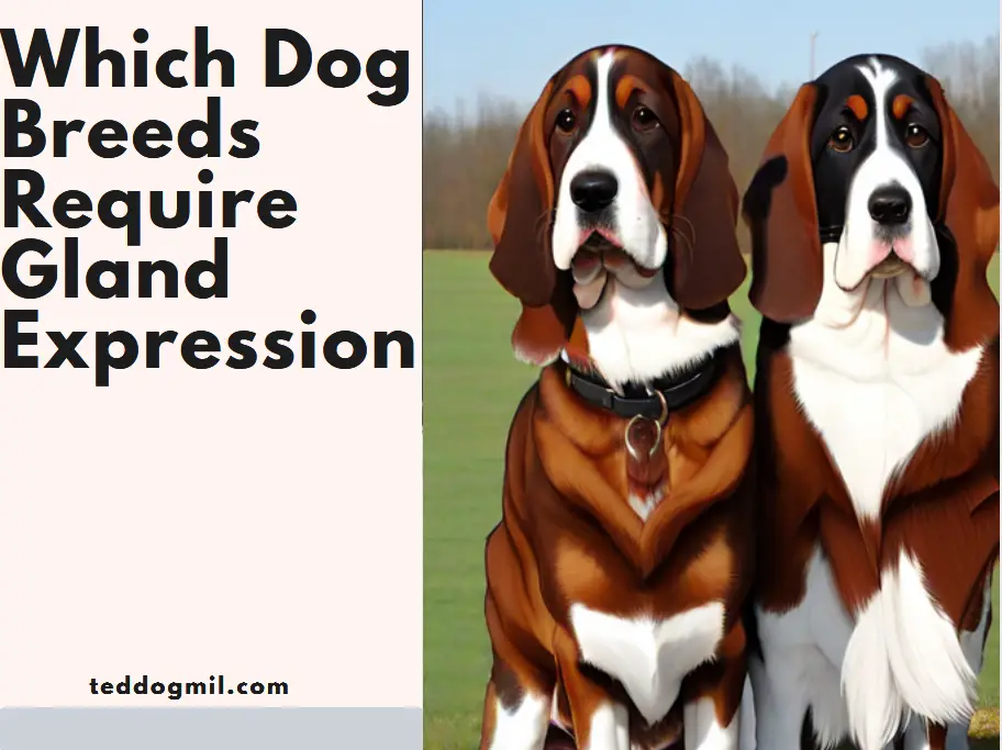 Which Dog Breeds Require Gland Expression